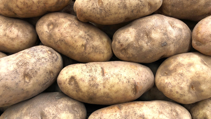 Optimizing Potato Storage: Strategies and Solutions for Effective Sprout Control