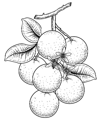 Cherry Fruit Image