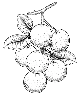 Cherry Fruit Image
